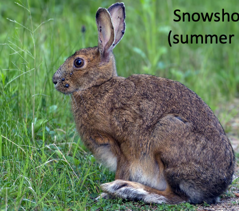 <p>Snowshoe hare </p>
