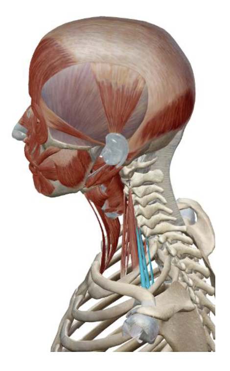 <p>Scalenes Posterior Insertion </p>