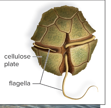 <ul><li><p>causes algal blooms that are toxic</p></li><li><p>Important members of phytoplankton in marine and freshwater ecosystems</p></li></ul><ul><li><p style="text-align: left;">Generally photosynthetic</p></li><li><p style="text-align: left;">Have protective cellulose plates encrusted with silica and two flagella in two different grooves</p></li><li><p style="text-align: left;">Whirl to move with their dinoflagellate</p></li><li><p style="text-align: left;">Some are luminous</p></li><li><p style="text-align: left;">Colorless heterotrophs can live as symbionts inside other organisms</p></li></ul><p></p>