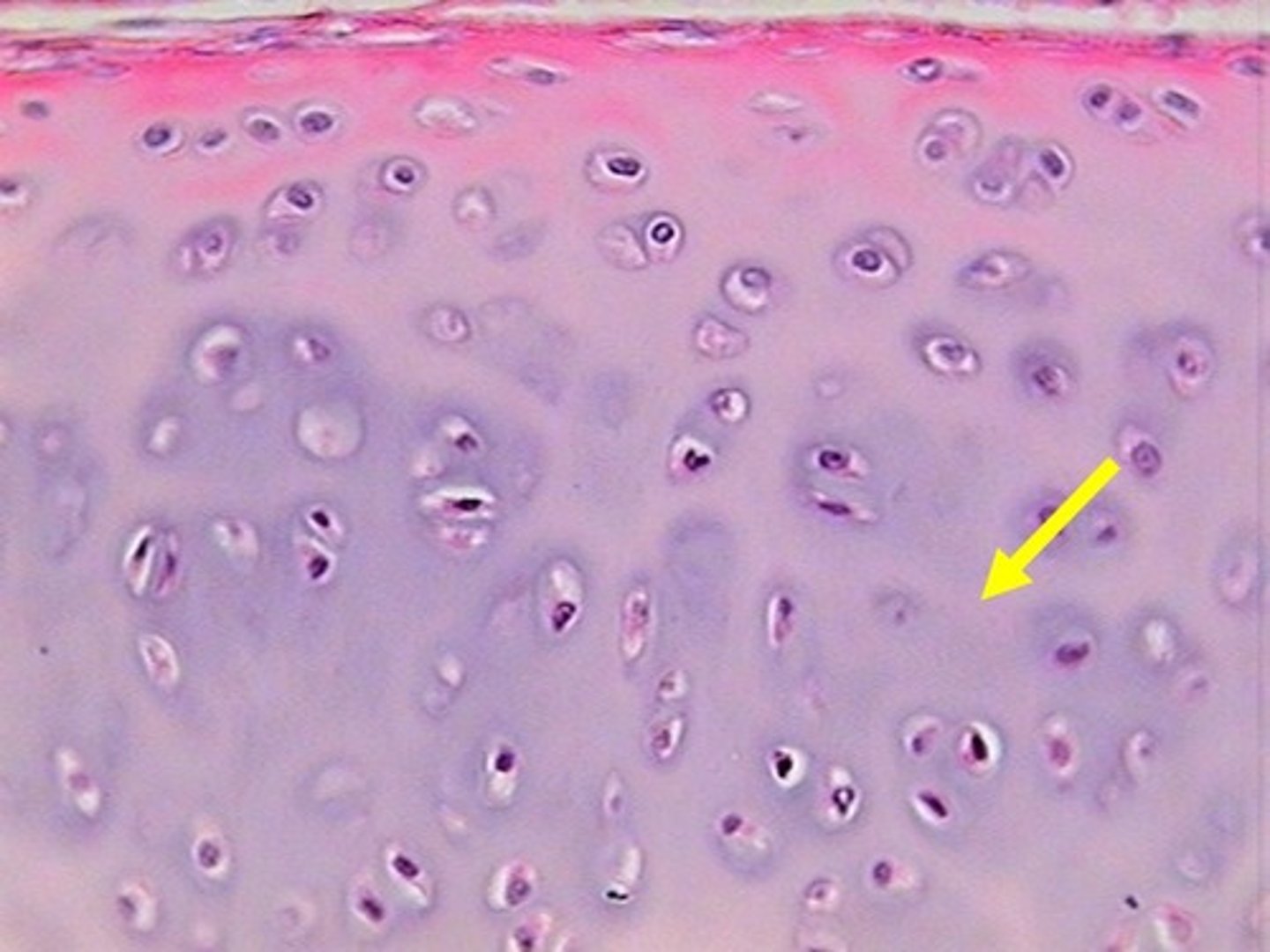 <p>what structure is pictured?</p>