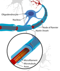 <p>oligodendrocytes</p>