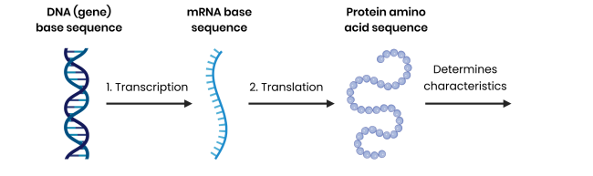 <p>● Comparing frequency of measurable or observable characteristics</p><p>● Comparing base sequence of DNA</p><p>● Comparing base sequence of mRNA</p><p>● Comparing amino acid sequence of a specific protein encoded by DNA and mRNA</p>