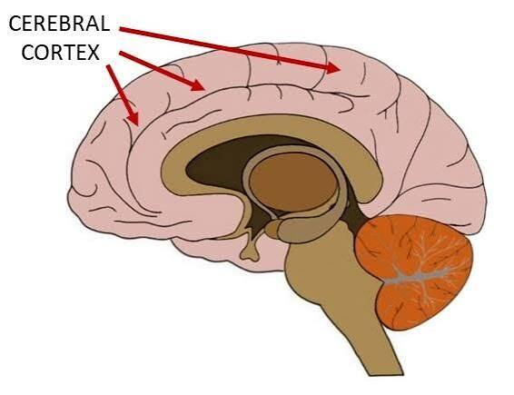 <p>The cerebral cortex is grey matter, which processes information.</p><p>Immediately beneath the cortex is white matter, which is responsible for information transfer. These cells are covered in myelin, which is a fatty layer around the neuron. </p>