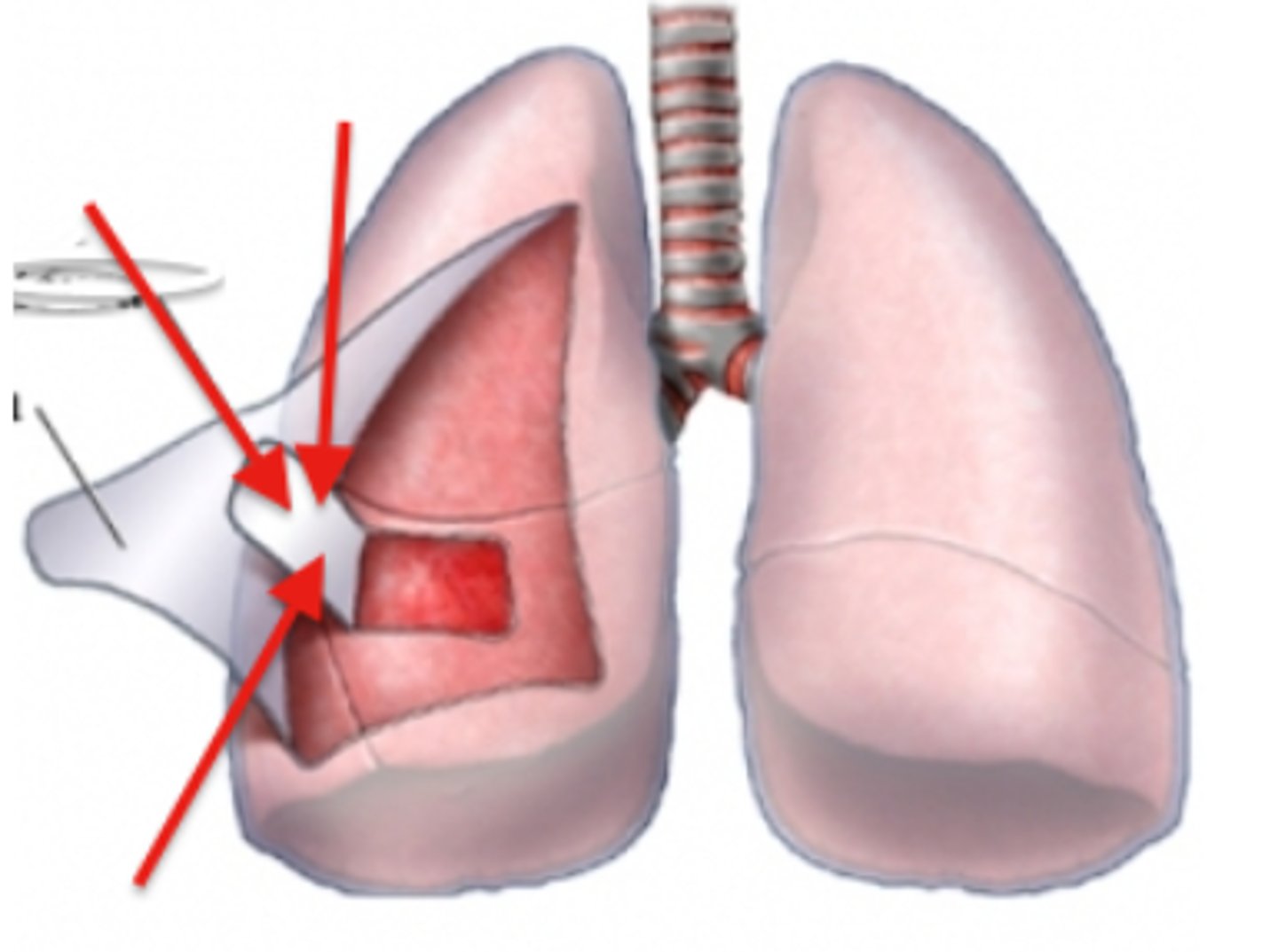 <p>covers the external lung surface</p>