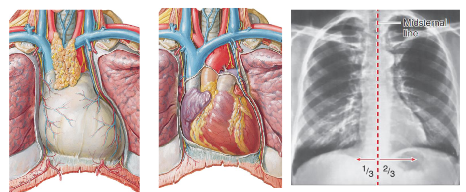 <ul><li><p>pericardiac sac & heart lies obliquely, 1/3 to the right of the midsternal line and 2/3 to the left </p></li><li><p>2nd rib to 5th intercostal space (apex of heart)</p></li></ul><p></p>