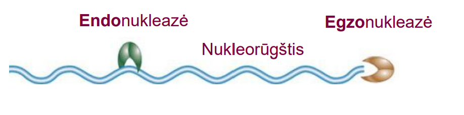 <ul><li><p>RNR polimerazė taiso klaidas </p></li><li><p>Klaidų dažnis – 10<sup>-4</sup> -10<sup>-5 </sup></p></li><li><p>Įjungus nekomplementarų nukleotidą, polimerazė „grįžta atgal“ (backtracking) </p></li><li><p>RNR 3‘-galas patenka į NTP patekimo kanalą ir jį uždaro </p></li><li><p>Pasireiškia skeliantis transkripto galą RNR Polimerazės endonukleazės aktyvumas, kurį stimuliuoja elongacijos veiksniai GreA ir GreB</p></li></ul><p></p>