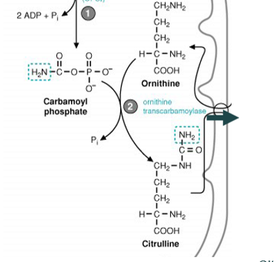 <p>carbamoyl phosphate combines with ornithine to make citrulline, using ornithine transcarbamoylase - citruline then exits the mitochondria </p>