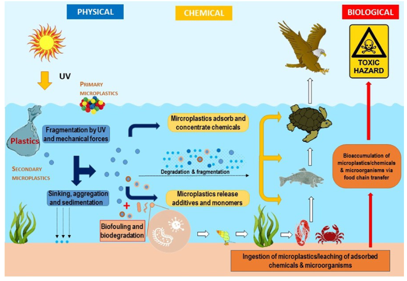 <ul><li><p>Microplastics undergo physical and chemical changes → become smaller</p></li><li><p>Physical changes: UV exposure + mechanical damage → fragmentation</p></li><li><p>Processes include aggregation, sinking, and sedimentation → particles accumulate in sand/river beds</p></li><li><p>Further chemical degradation → even smaller particles</p></li><li><p><strong>Impact:</strong></p><ul><li><p>Release additives and monomers as they break down</p></li><li><p>Ingested by small organisms → enter food chain</p></li><li><p>Bioaccumulation → toxic hazard for animals and humans (via ingestion of contaminated organisms)</p></li></ul></li></ul><p></p>