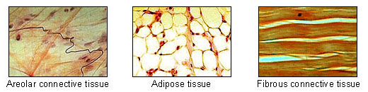 <p>Loose Connective Tissue </p>