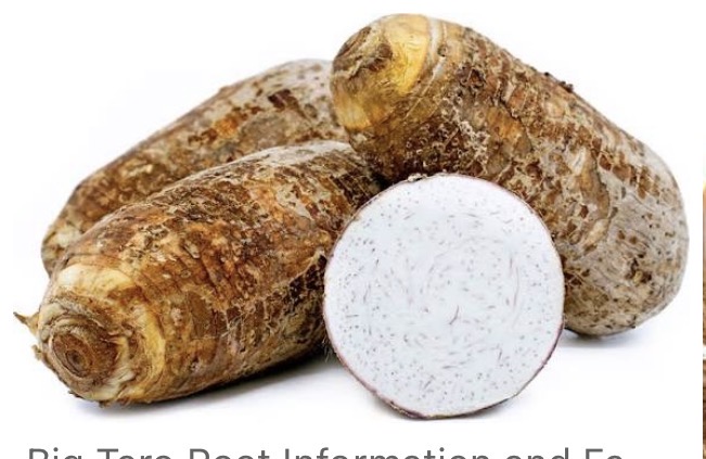 <p>Large taro</p>