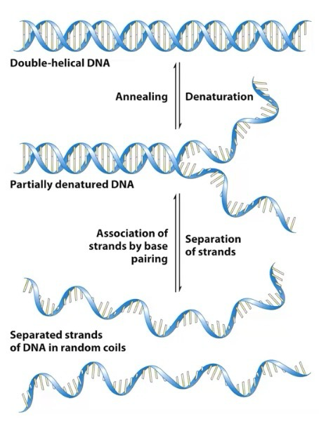 <p>This process is called <strong>denaturing</strong>; 50% denaturation occurs at <strong>T<sub>m</sub> (melting temperature)</strong></p><p>Complementary single strands of DNA <strong>anneal</strong> to each other via base pairing</p><p>GC-rich sequences have higher T<sub>m </sub>because they contain 3 H-bonds</p><p>AT pairing only has 2 H-bonds</p>