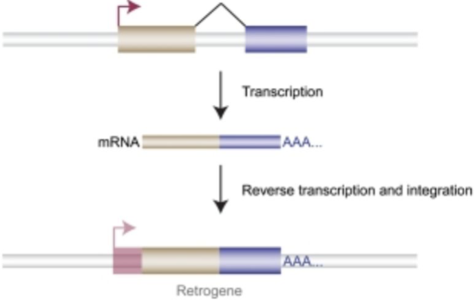 <p><strong>Insertion</strong> of <strong>cDNA</strong> by a <strong>retrotransposon</strong>-encoded <strong>reverse transcriptase</strong> into a new place in the genome</p>