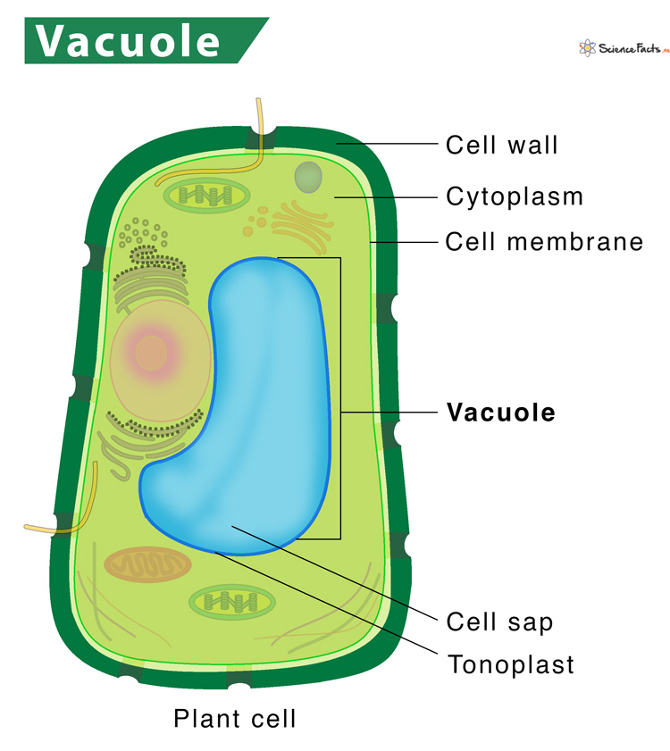 <p>A large, fluid-filled organelle found in plant cells; stores water and other substances, provides turgor pressure, and helps isolate waste</p>