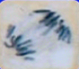 <p>what stage of mitosis is this? what type of cell is this?</p>