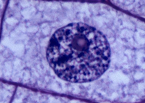 <p>Nucleus</p>