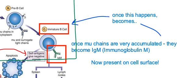 <p>IgM; immature</p>