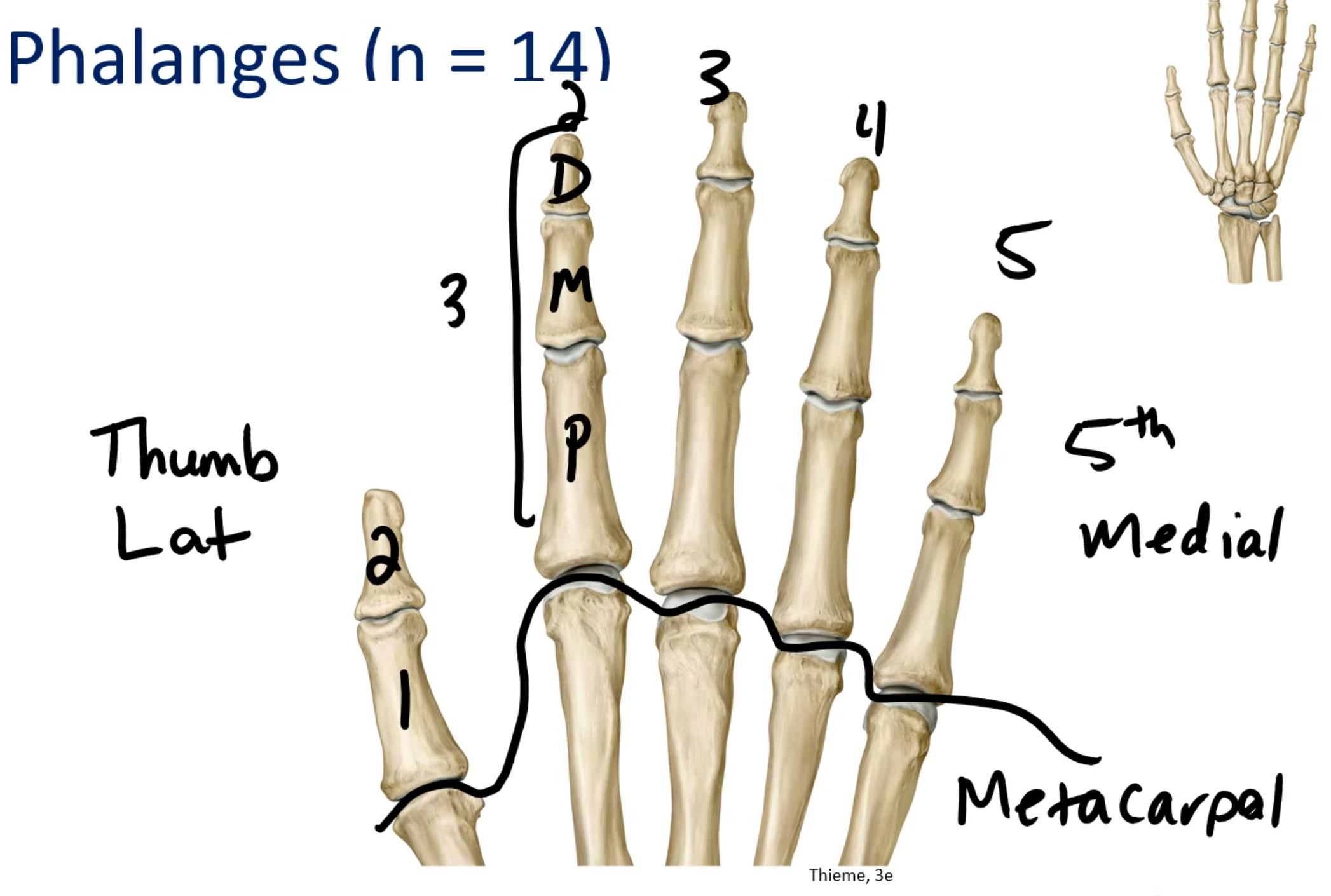 <ul><li><p>There are 14</p></li><li><p>Thumb has 2</p></li><li><p>Every other finger has 3</p><ul><li><p>1 Distal</p></li><li><p>1 Medial</p></li><li><p>1 Proximal</p></li></ul></li></ul><p></p>