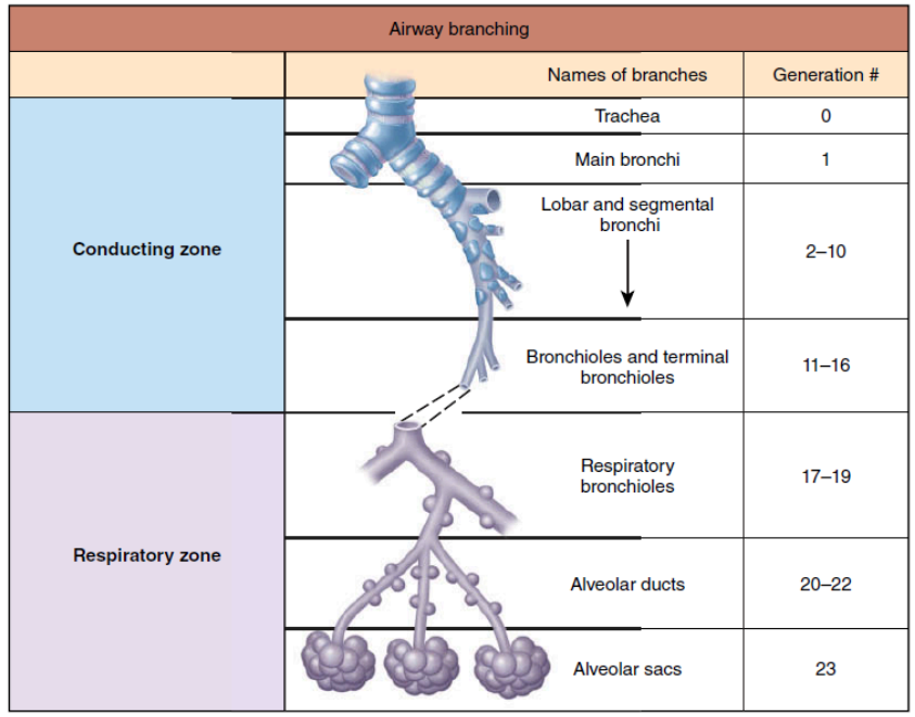 <p><em>Conducting Zone</em> (trachea to terminal bronchioles) → <em>Respiratory Zone</em> (respiratory bronchioles to alveolar sacs)</p><p><sup>*Conduction Zone: TMLSBT; Respiratory Zone: RAA</sup></p>