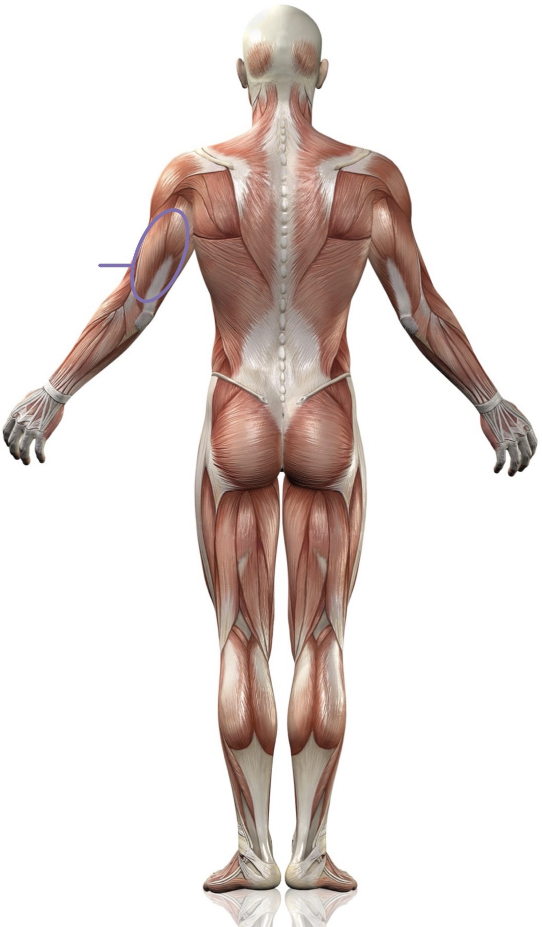 <p><strong>Name the following muscle</strong></p>