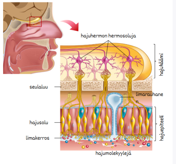 knowt flashcard image