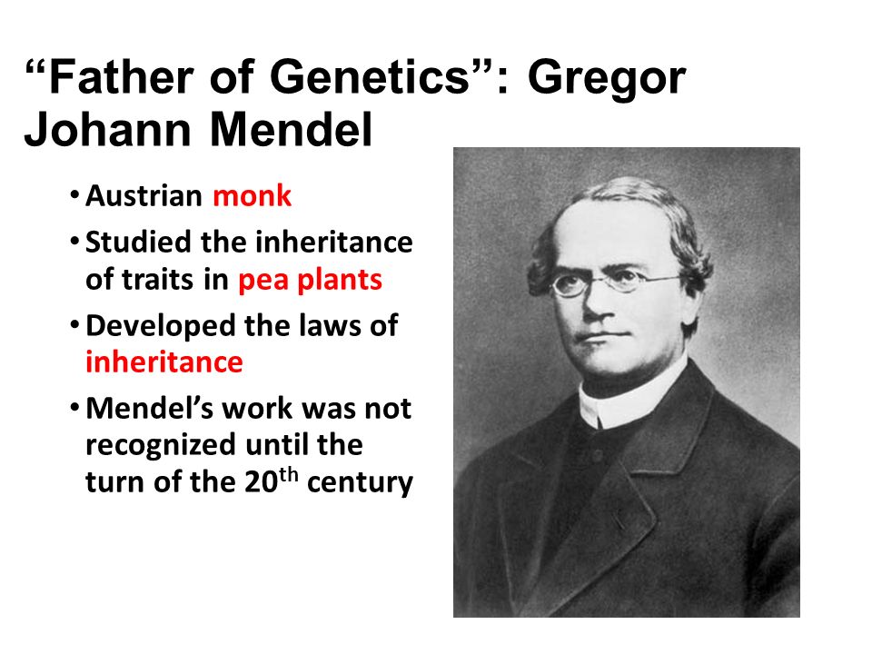 <p>The scientist who studied pea plants and determined principles of inheritance.</p>