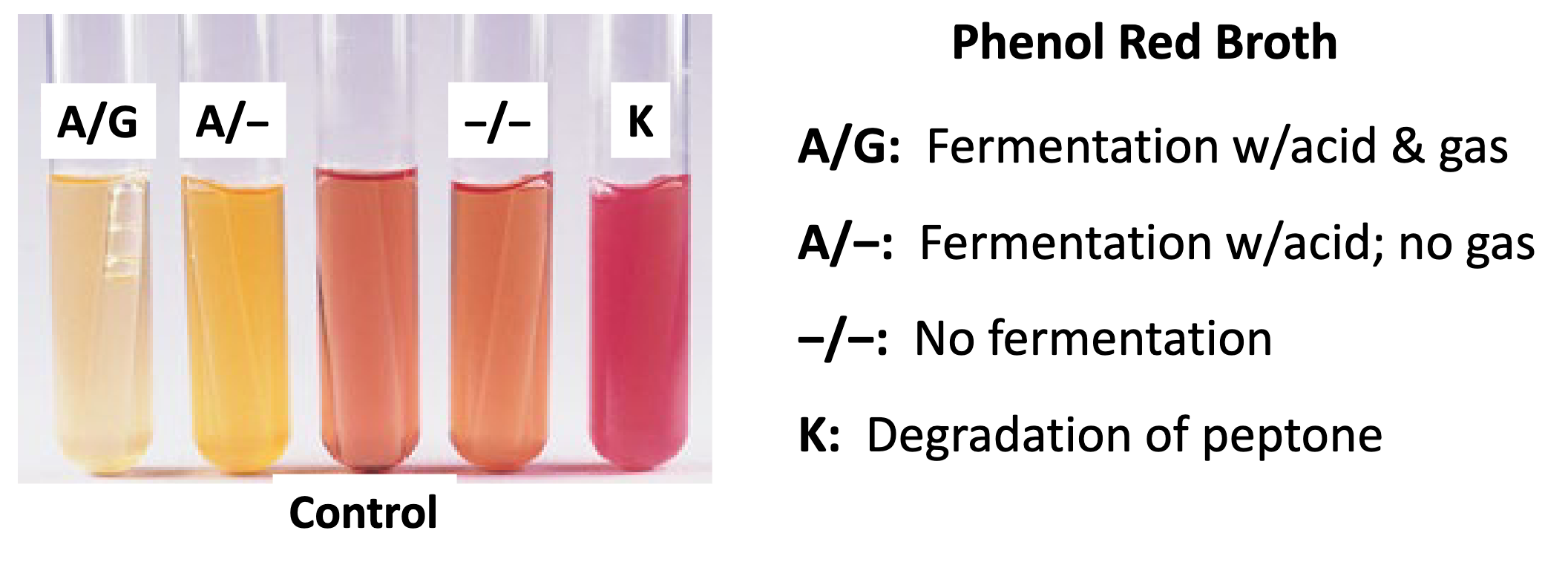 <p>Phenol Red Glucose/Sucrose/Lactose tests for …</p>