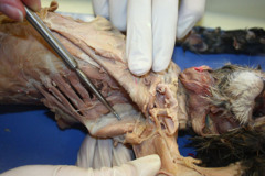 <p>muscle that serves to adduct the humerus</p>