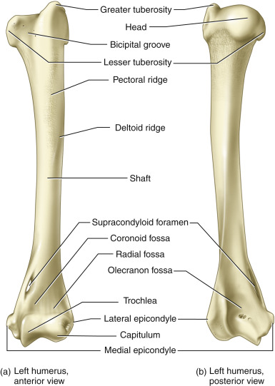 <p>head, greater tubercle, lesser tubercle, Deltoid tuberosity, Capitulum, Trochlea, Coronoid fossa, Olecranon fossa, lateral epicondyle, medial epicondyle </p>
