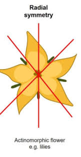 <p>Many planes of symmetry</p><ul><li><p> sessile and diploblastic </p></li></ul><p></p>