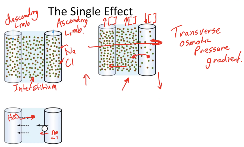 <ul><li><p>Imagine starting with equal solute concentrations in the ascending limb, descending limb, and surrounding interstitium</p></li><li><p>Active transport pumps NaCl out of the ascending limb into the interstitium, decreasing NaCl concentration in the ascending limb while increasing it in the interstitium</p></li><li><p>As the interstitium becomes more concentrated, NaCl diffuses into the descending limb, and water moves out of the descending limb into the interstitium </p></li><li><p>This single active transport process therefore creates concentration differences across the two limbs and the interstitium to establish a transverse (horizontal) osmotic pressure gradient between the limbs</p></li></ul><p></p>