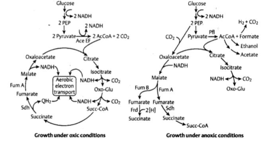 <p>makes NAD+, AcCoA, uses anaplueronic cycles<br>generates intermediates for anabolic processes</p>