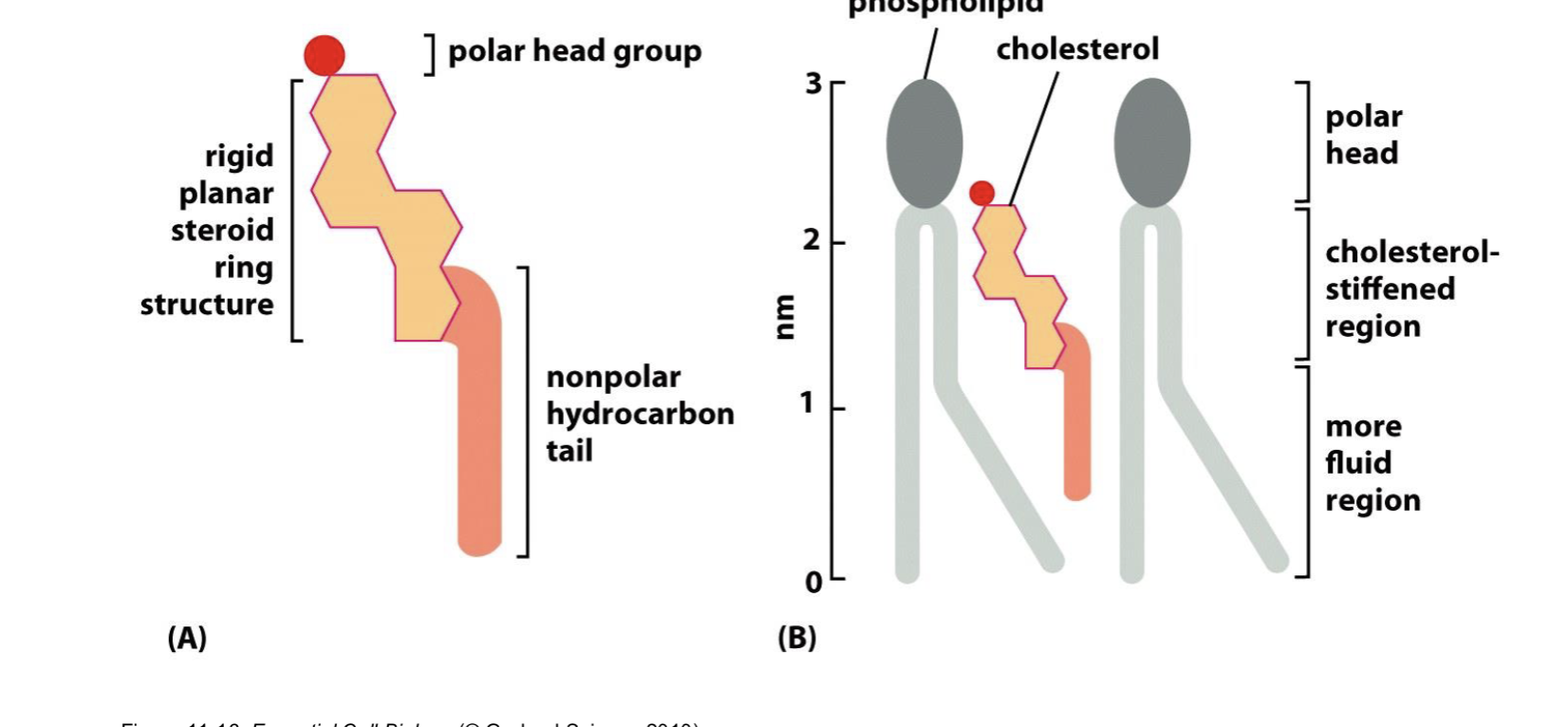 <p>what hemps stiffen the cell membrane in animal cells? </p>