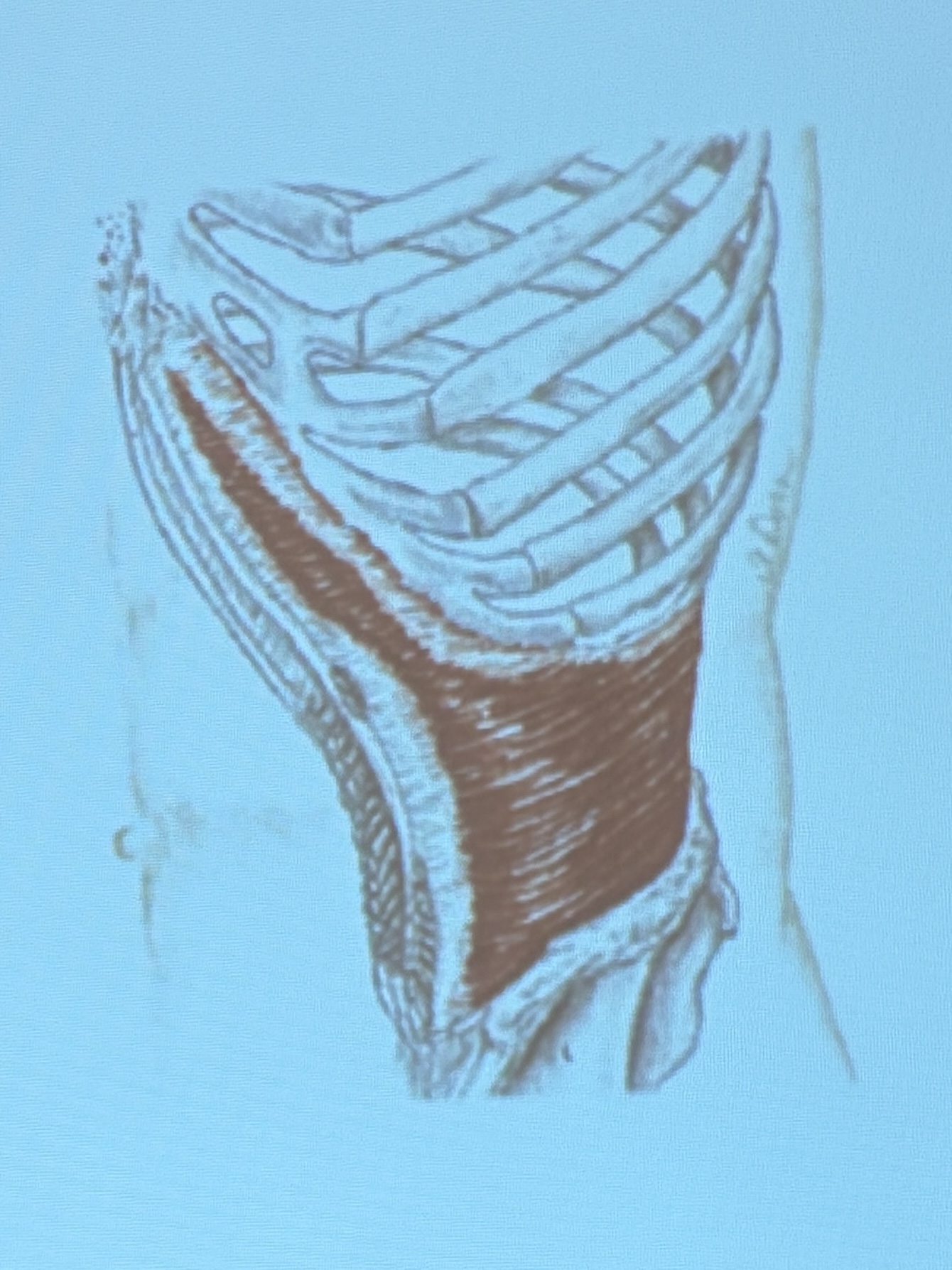 <p>Muscle name?</p>