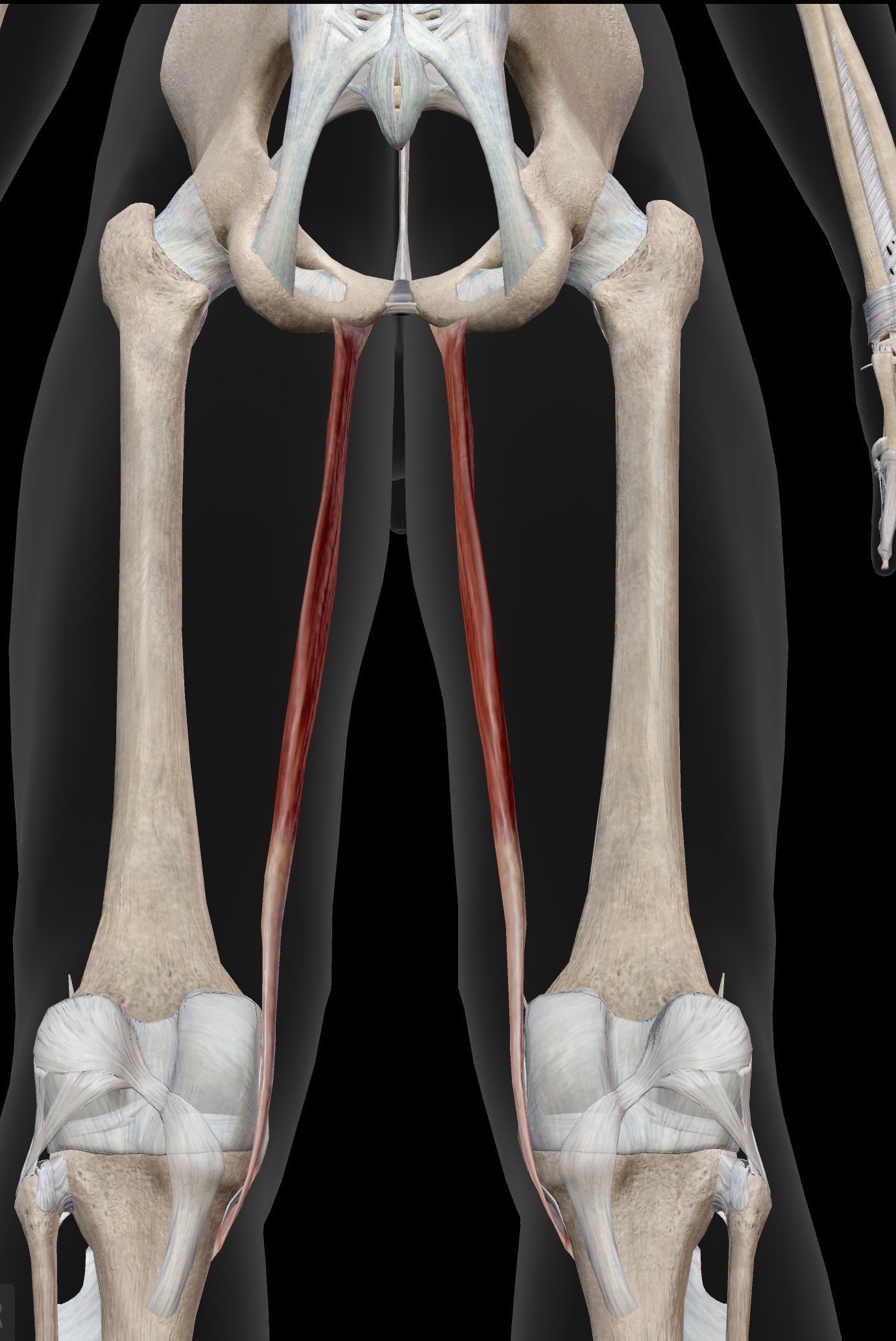 <p>Gracilis</p><p>O: Pubis</p><p>I: Proximal, medial, anterior tibia - a spot known as the “pes anserine group” (Sartorious and semitendinosus also attach here: “Say grace before tea”)</p><p><em>This is the only adductor that crosses the knee joint. The others insert to different regions of the femur, primarily along the linea aspera</em></p><p>A: Adduction of the femur at the hip</p><p>IN: Obturator nerve</p><p><em>Note: Gracilis has a clinical significance as being a common muscle (the tendon of the muscle) used for ACL grafts when someone tears their ACL. It is commonly used with the semitendinosus tendon.</em></p>