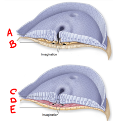 <p>"C"</p>