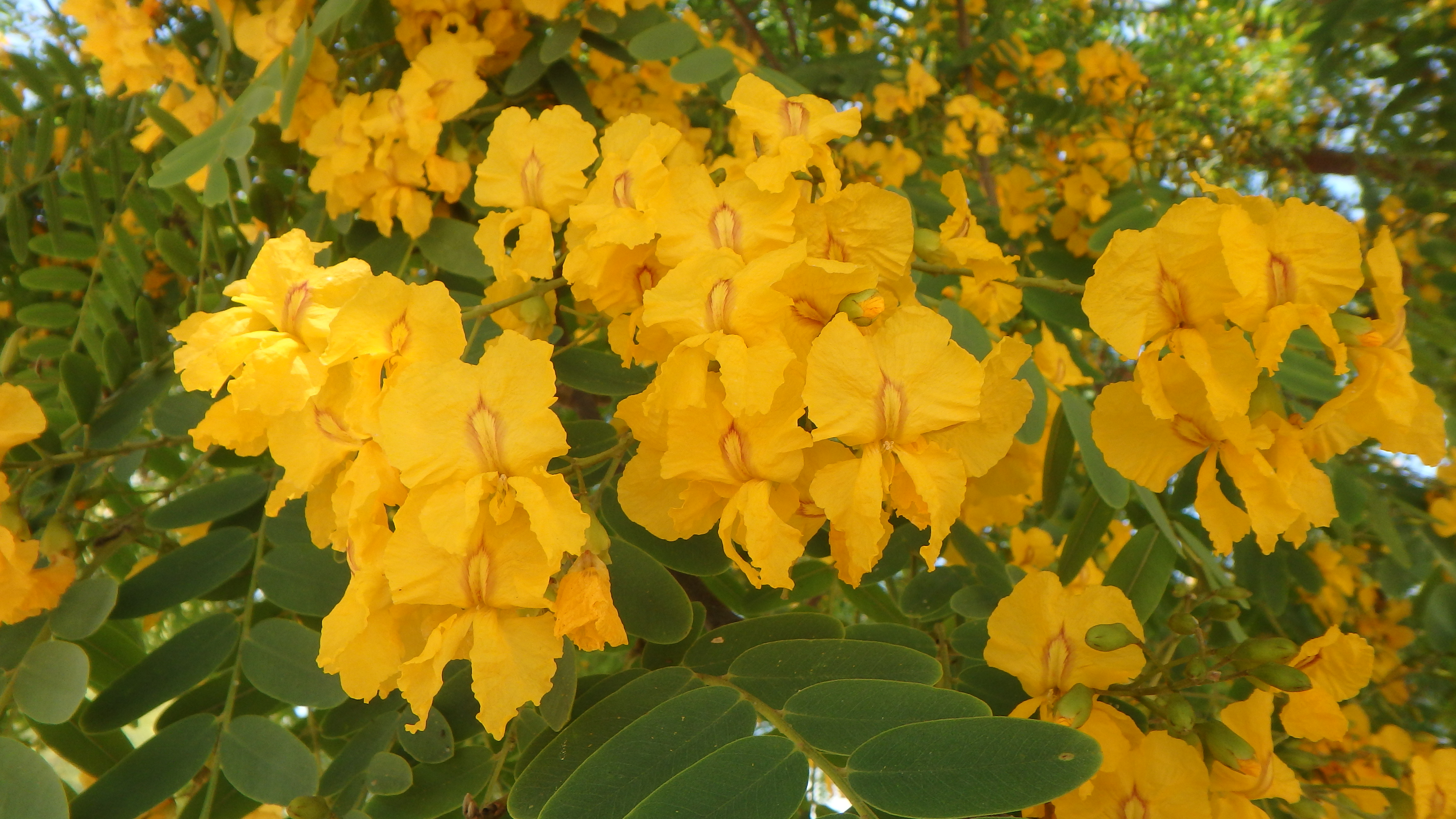 <p>Tipuana tipu - Tipu Tree</p>