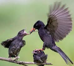 <p>The natural tendency of a mother to care for and protect her child bản năng làm mẹ</p>