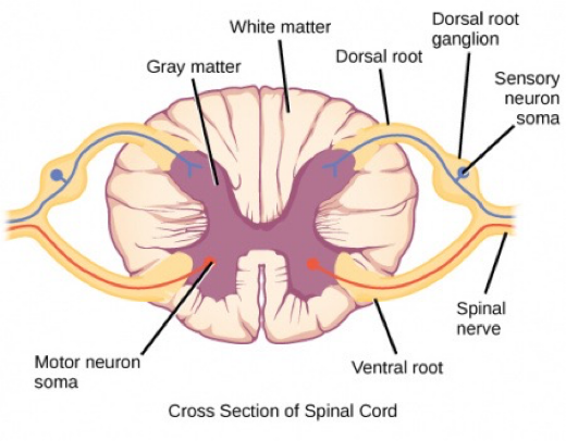<p><span style="font-family: "Times New Roman"; line-height: normal; font-size: 7pt;"> </span>carries central processes (axons) of pseudounipolar neurons. Each dorsal root extends to a dorsal root ganglion where the NCBs are located.</p><p><strong>Joins with Ventral root to for, spinal nerve</strong></p>
