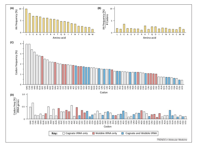 <p><span>If the expression patterns of different tRNAs reflect their gene copy number, then you can imagine that <strong>mRNAs containing many codons with low codon/tRNA ratios could have slower translation elongation rates compared to those with high.</strong></span></p>