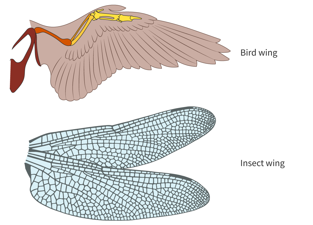 <p><span>body parts that have the same or similar function in different groups of organisms but have different structures. I.E, wings of birds and insects. </span></p>