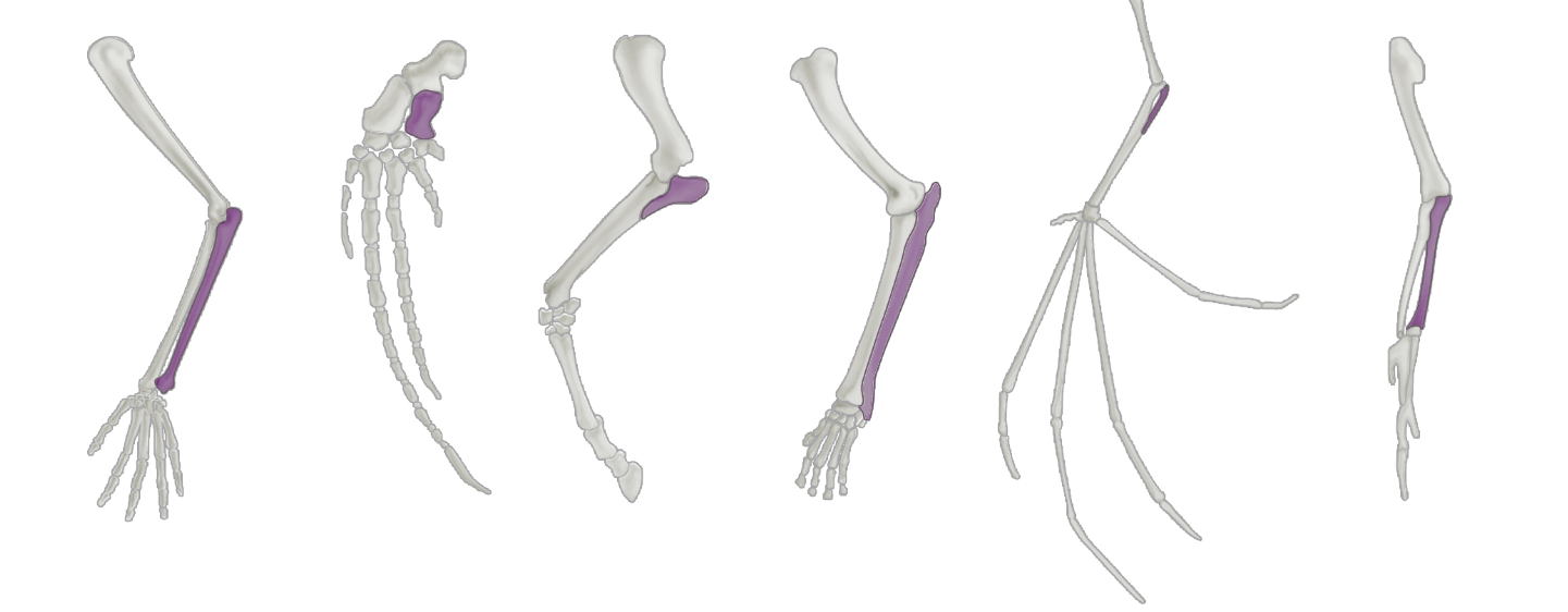 <p><span>What bone is highlighted in purple?</span></p>