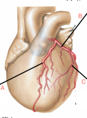 <p>Identify the structure at C</p>