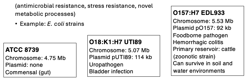 <p><strong>ATCC 8739 - Commensal with Gut</strong></p><p><strong>O18:K1:H7 UTI89 - Uropathogen</strong></p><p><strong>O157:H7 EDL933 - Foodborne pathogen </strong></p>
