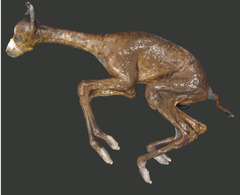 <p>What is this showing you? What is covering the cria?</p>