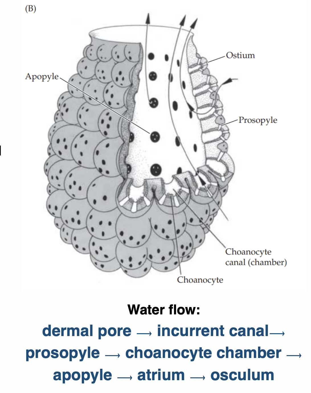 <p>What is water flow in a syconoid sponge?</p>