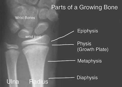 <p>Allows the bone to increase in length</p>