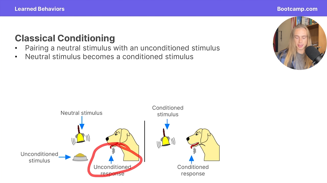 <p>Pairing a neutral stimulus with an unconditioned stimulus leads to an uncoditioned response</p><p></p><p>after time, the neutral stimulus becomes a conditioned stimulus that leads to a conditioned response</p>