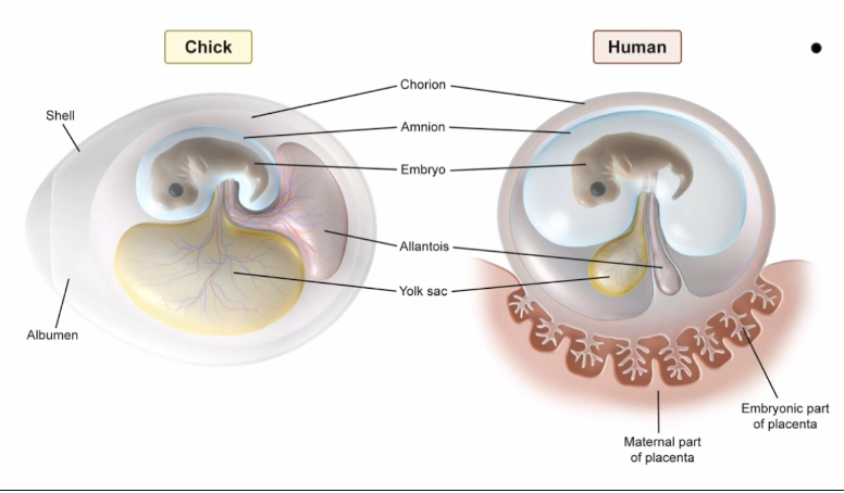 <p>Outermost layer of the extraembryonic membrane surrounding the developing embryo or fetus </p>