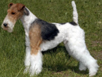 <p>welk type hond is dit</p>