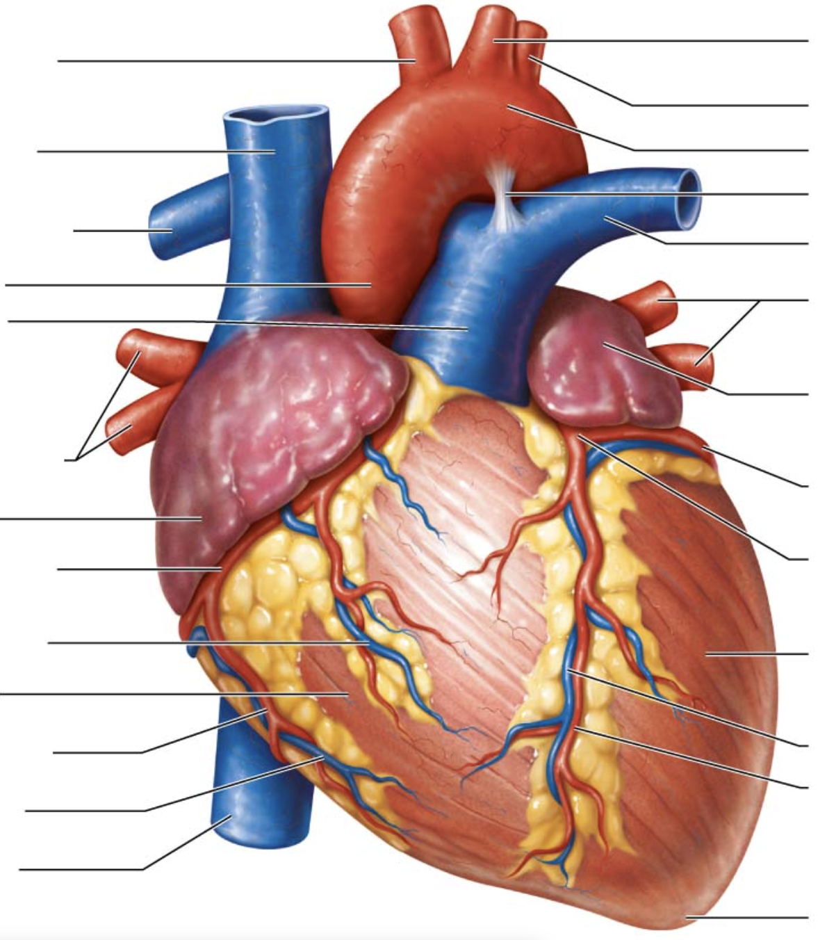 <p>third one on right if you’re looking bottom to top</p>